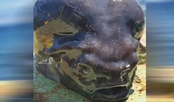 Denizin dibinden 'uzaylı' çıktı! Bu balığı gören herkes aynı yorumu yaptı